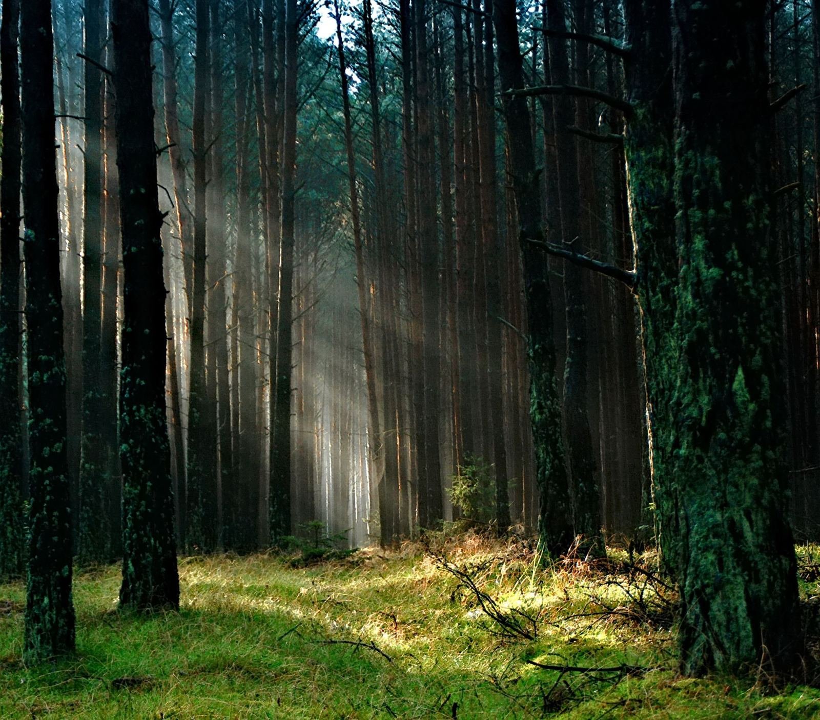 Forest canopy with morning light, from the Summit Tree & Land design